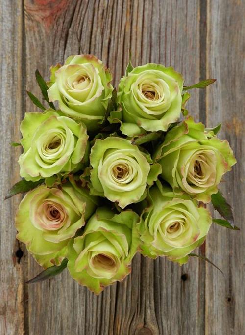 GREEN FASHION   ROSES